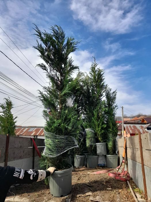 Leylandii chipaross