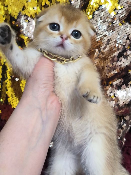 Котята от правильной вязки