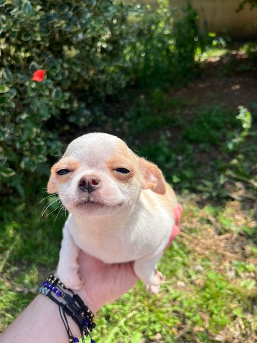 Pui Chihuahua Fetita 2 luni