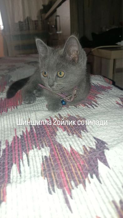Zotdor mushuk britanskaya