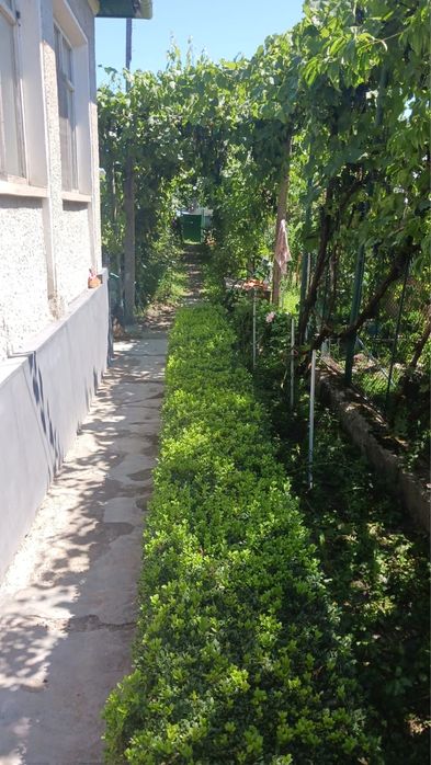 Casa 100m2 cu teren 1300m2, zona centrala