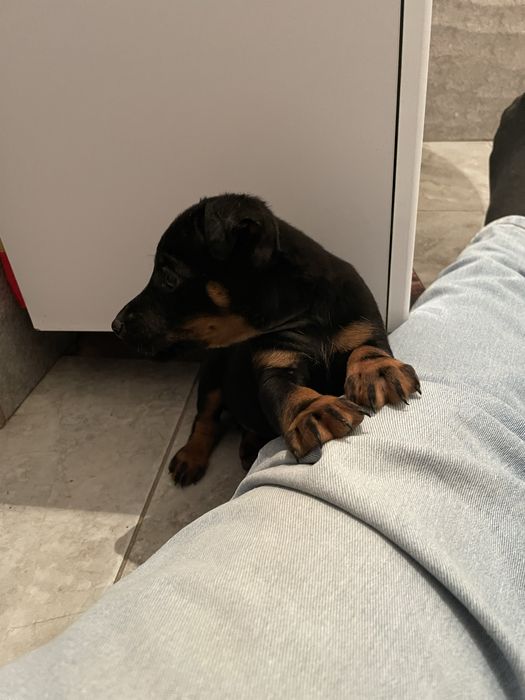 Ягдтерьер щенок