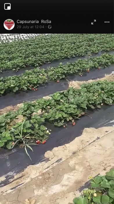 Import GRECIA: FOLIE MULCIRE 4.2x250; 5.2x250m; 6.2x250m