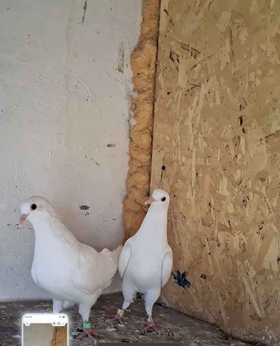 Голуби на продажу