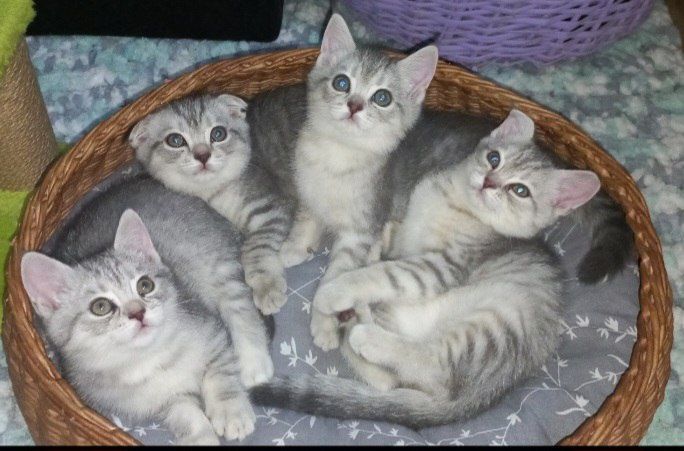 Scottish fold, Scottish strayd {okras mramor}