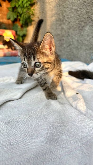 Отдам котят в добрые руки