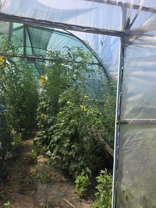 Solar de grădină