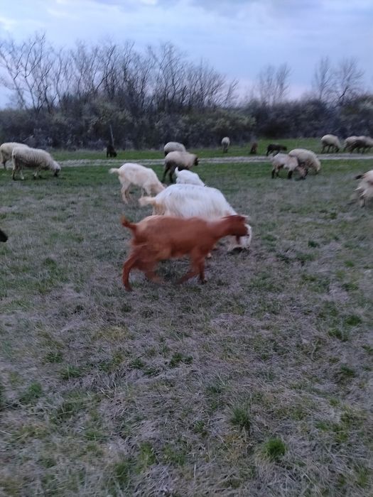 Vând Oi și miei și Berbec și Capre și iezi și țap