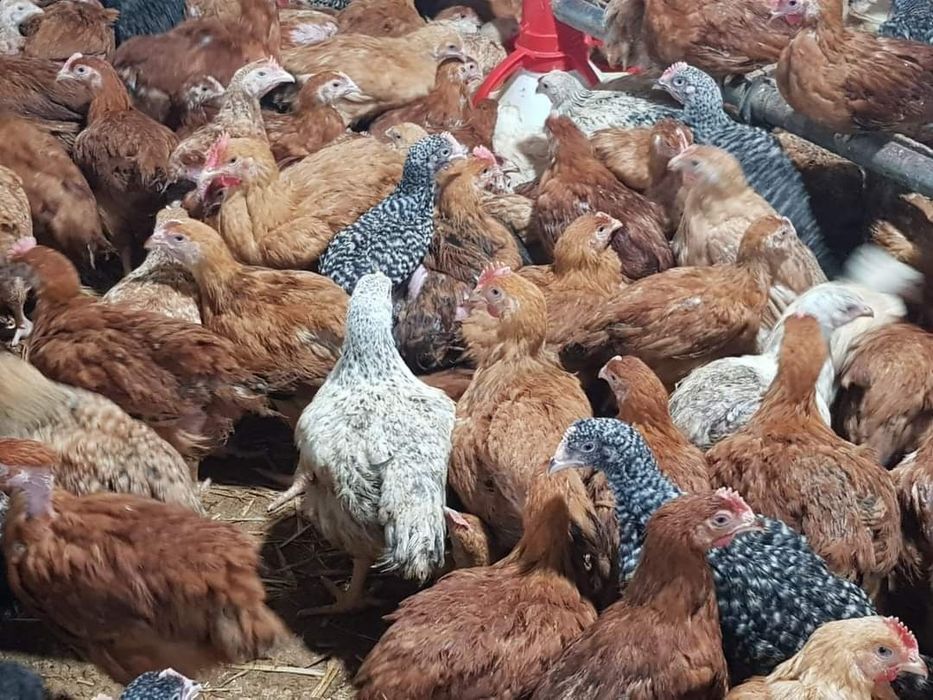 Pui alb și pui rasa mixta (rosu, pestriț, master gray)