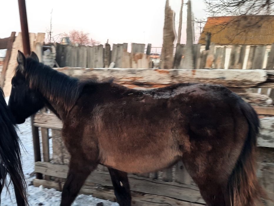 Жылқылар . Лощади.