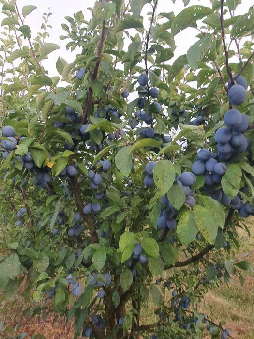 Prune de vanzare!!! Pentru consum