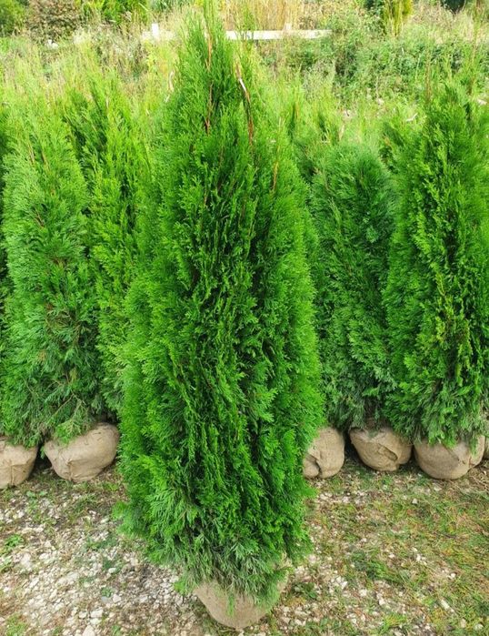 Tuia smarald columnaris leylandii, gard viu, Magnolia / Mesteacăn / te