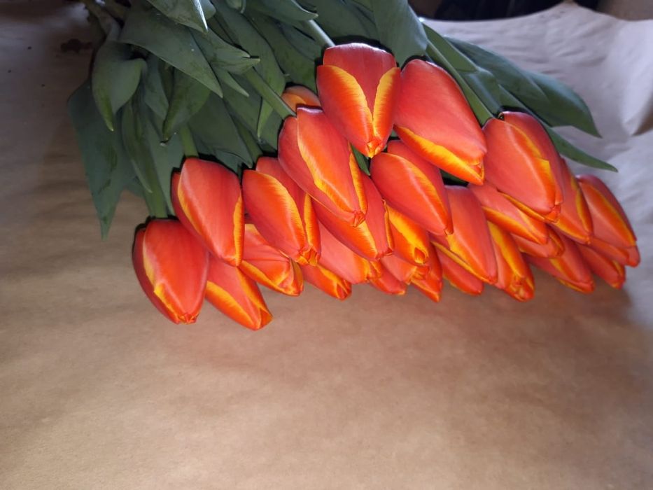 Продам тюльпаны оптом и в розницу к 8 марту Алматы / Цветы /Розы Гул