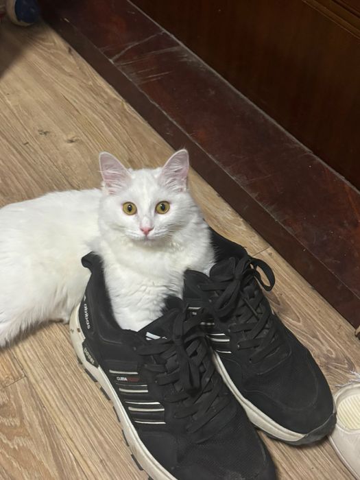 Отдам кошку в добрые руки