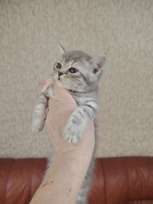Замечательные котятки