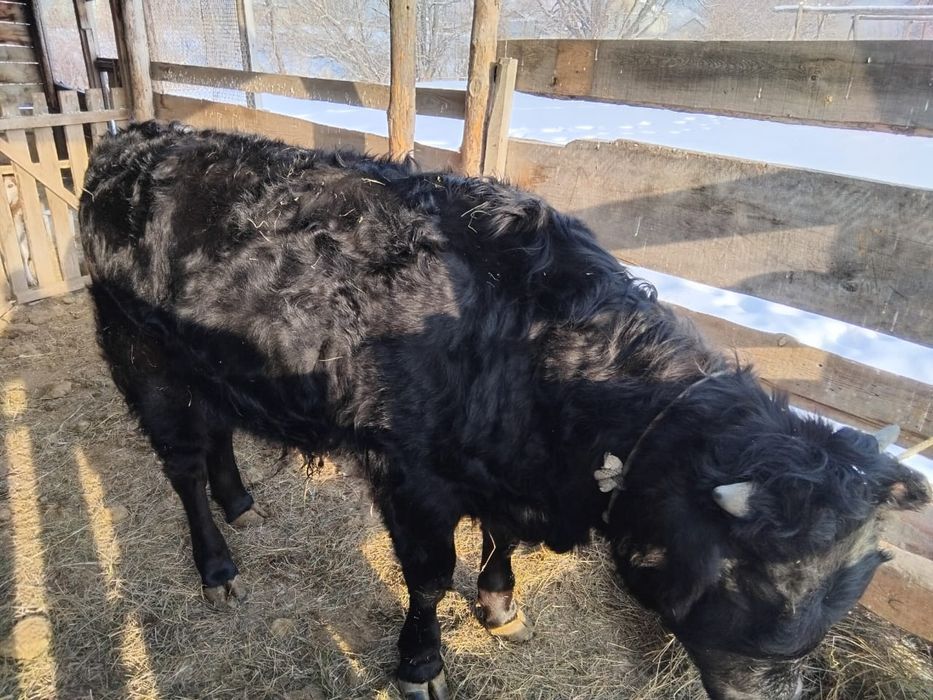 Продам корова с теленком