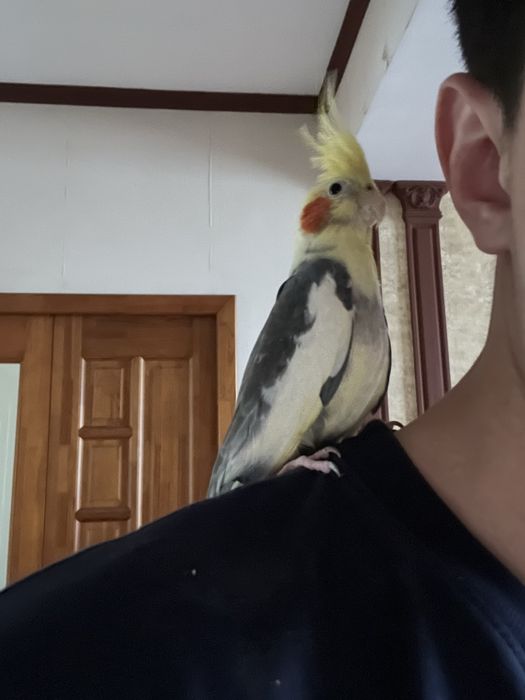 Карелло попугай ручной