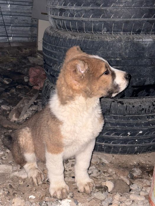 2 айлық алабай күшік сатылады