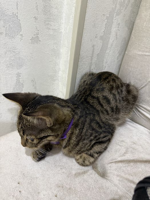 Бенгал парода аралаш