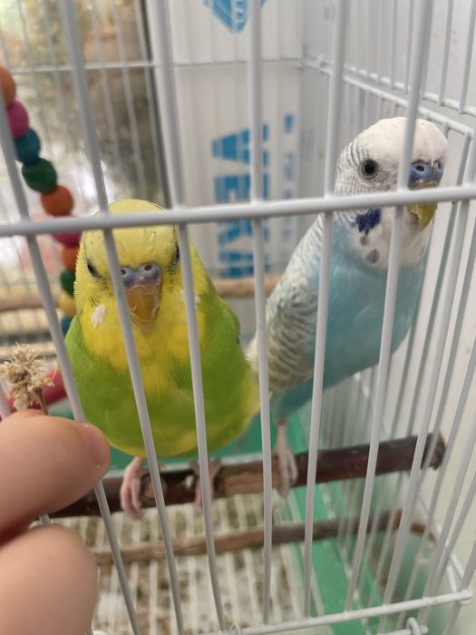 Попугай домашние