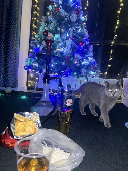 Британская кошка