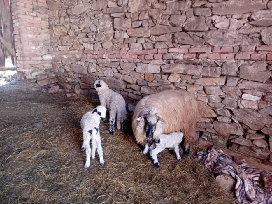 Oi de vanzare cu mei