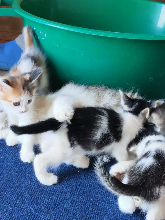 Отдаем котят в добрые руки