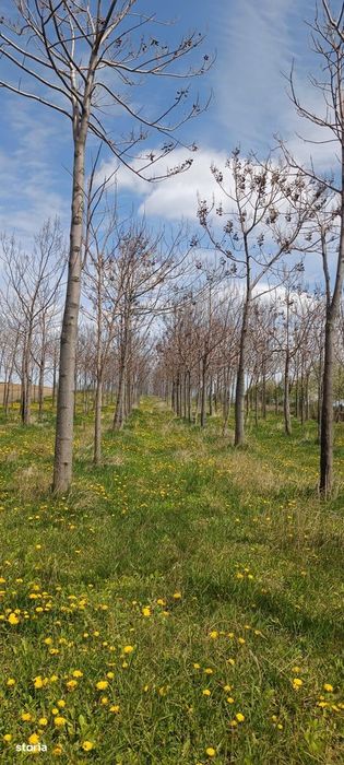 Елітний житловий проект – "Paulownia Domain"