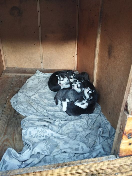 Продам щенков ХАСКИ.