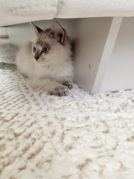 Котенок породистый