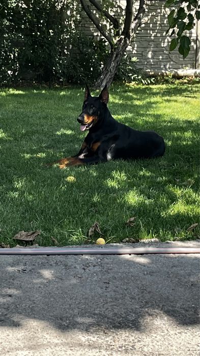 Доберман кобель 1,5 года