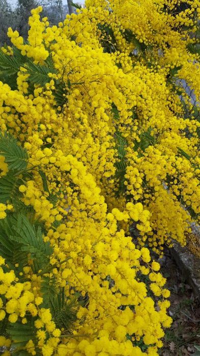Продам цветы садовые Мимозу
