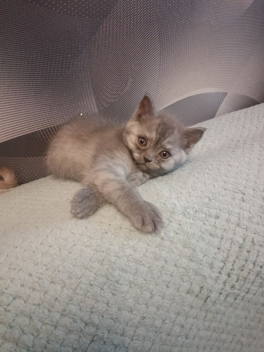 Шотландские котята