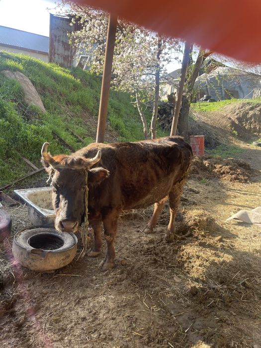 Сиыр семіз қол баққан сиыр