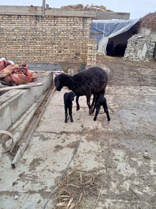 Ona bola qo'ylar sotiladi