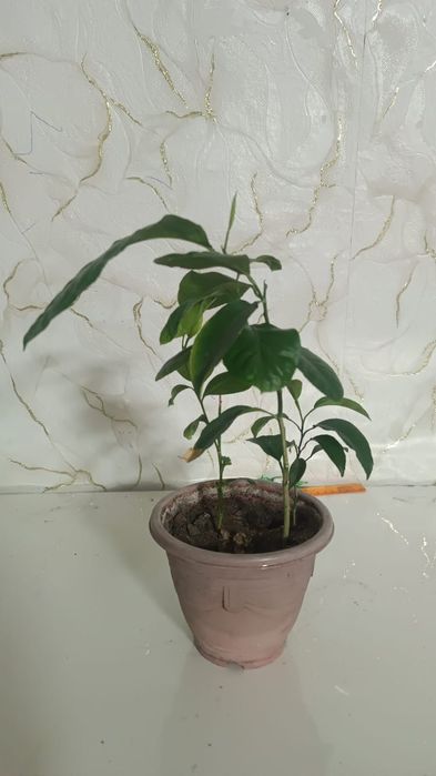 Росток лимона не привитый , не плодоносит