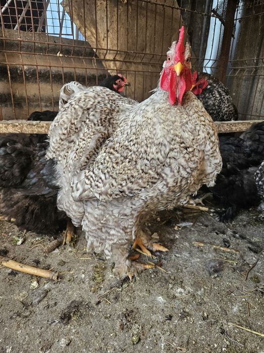 Cocos cochinchina uriaș barat deschis