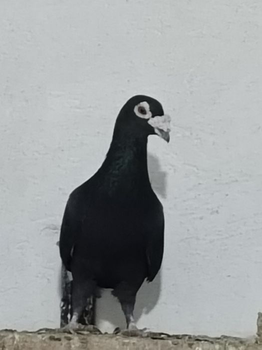 Драконы голуби голуби