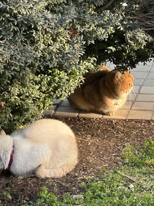 Вязка(Nasl olish uchun.  Золотистый