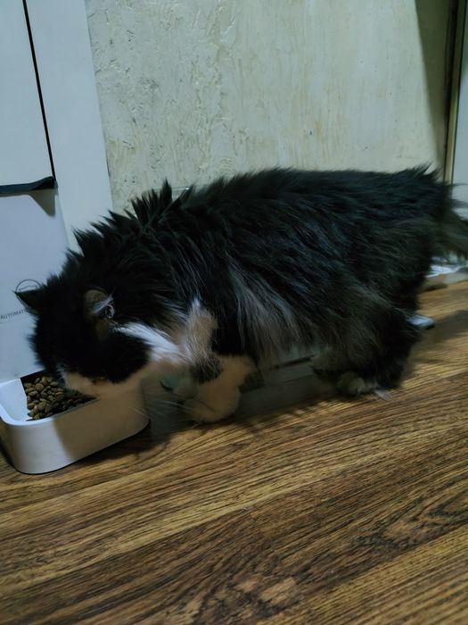 Породистая кошка ищет дом