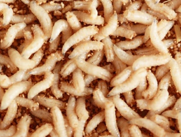 Путёвки, черви, опарыш