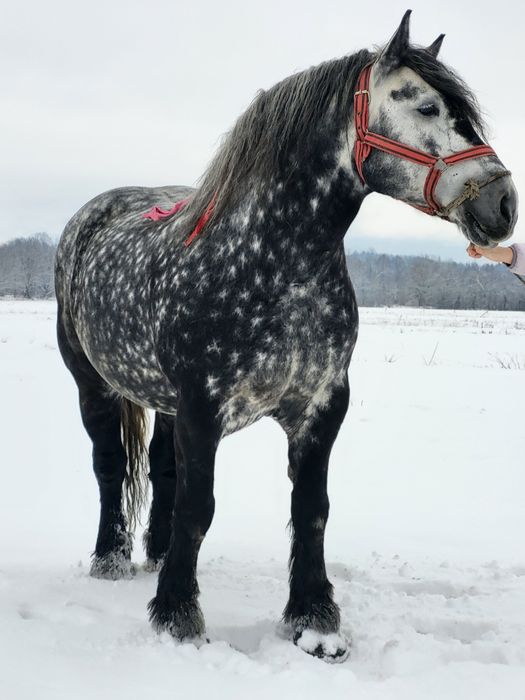 Iapa grea 6 ani sau schimb