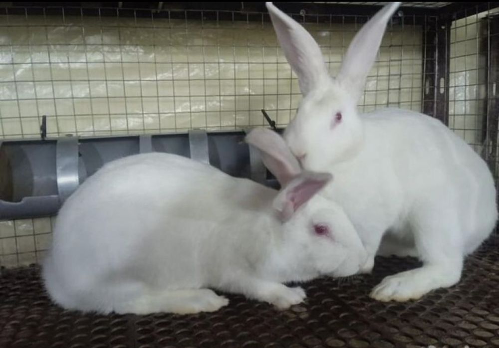 ХИКОЛЬ кролик Ферма