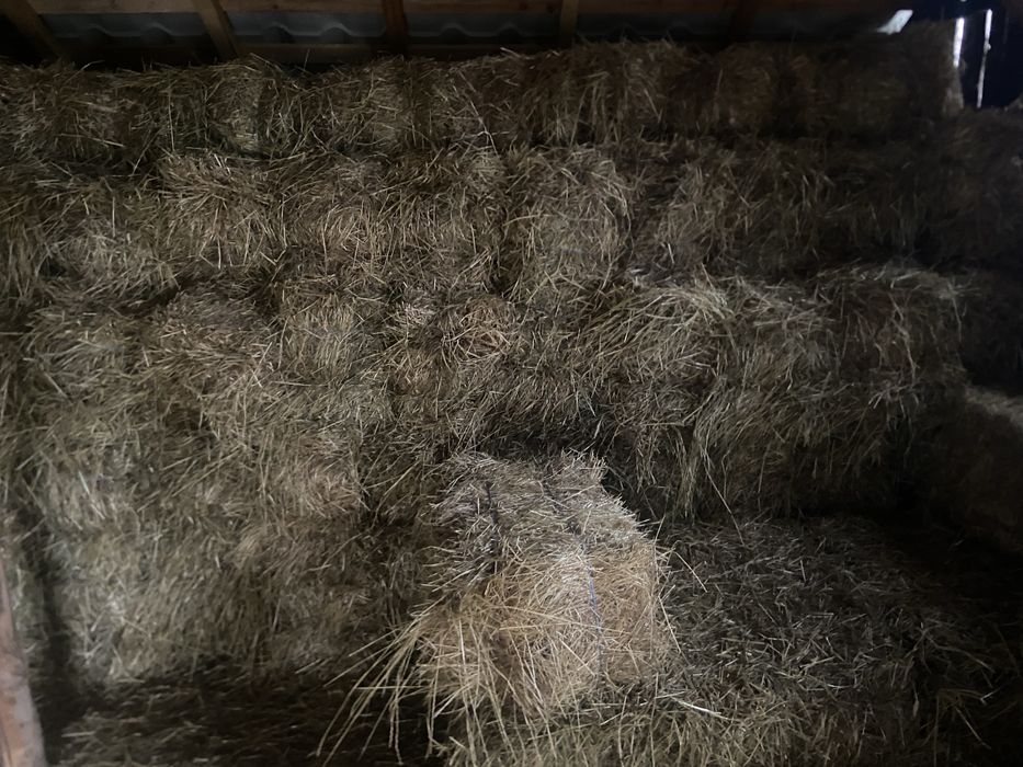 Baloți de fân de vânzare