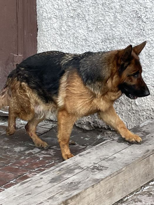 Щенки немецкой овчарки