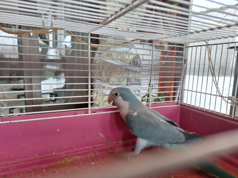 Papagal calugar matur