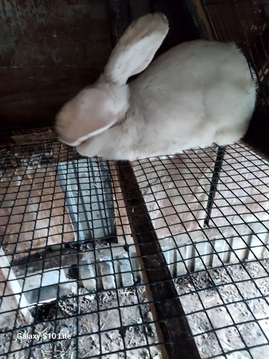 Срочна продам крупную самку фландэр