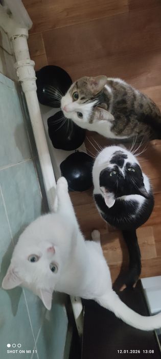 Отдам в ДОБРЫЕ руки Срочно!!!