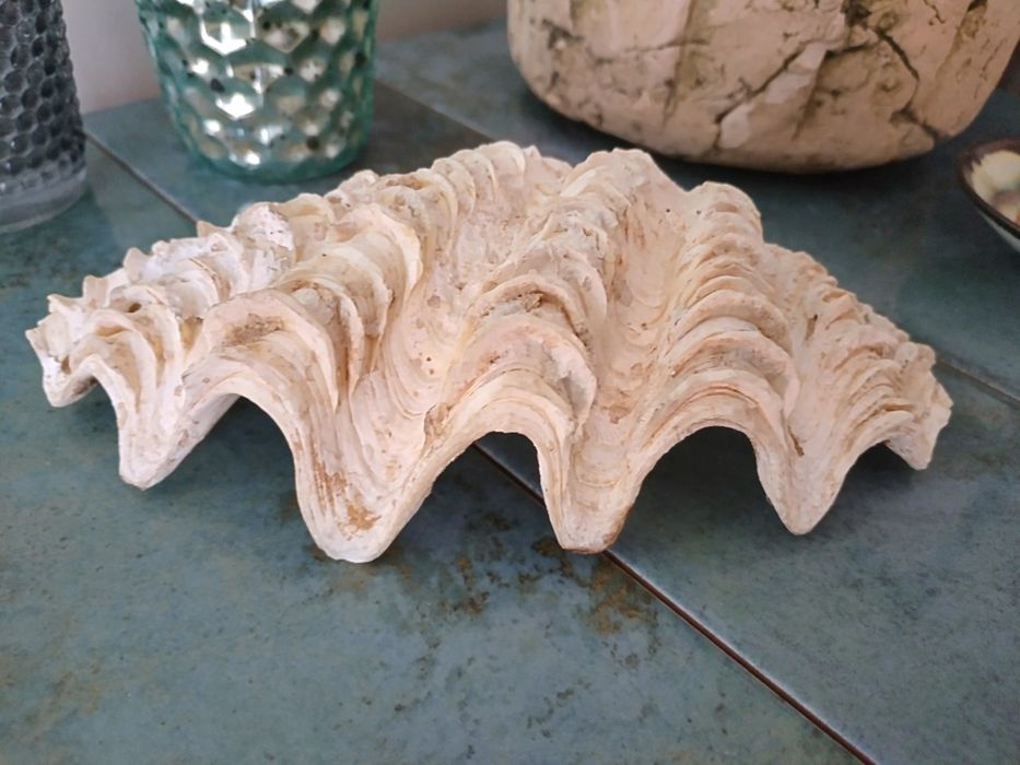 Голяма екзотична мида от Шри Ланка - 18 см