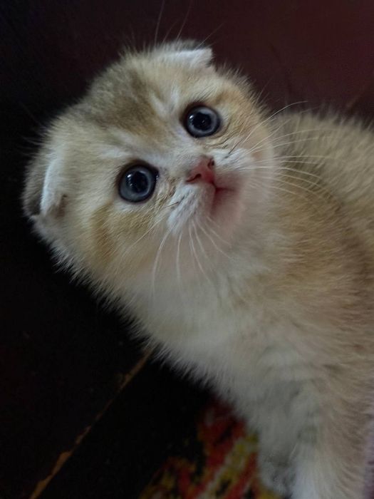 Продаются котята